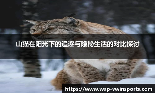 山猫在阳光下的追逐与隐秘生活的对比探讨